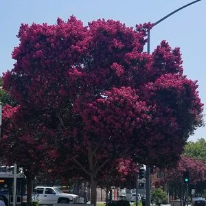 Meet your Posher, Yesenia